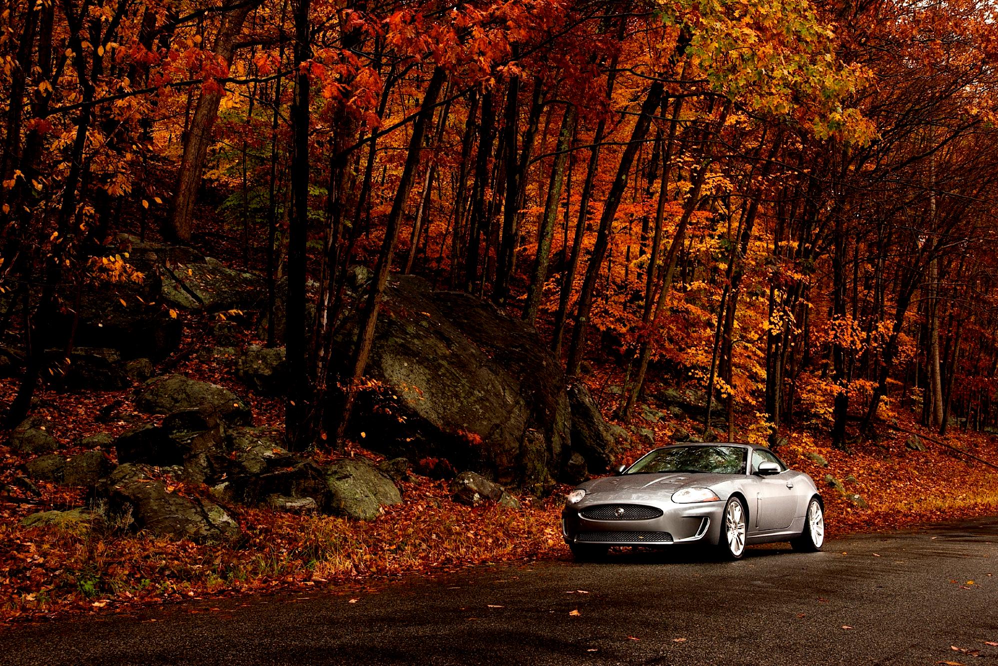 Машины осенью в лесу